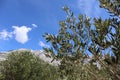 Olive tree branch against a bright blue sky and mountains on a sunny day Royalty Free Stock Photo