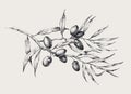 Olive tree branch drawing Royalty Free Stock Photo