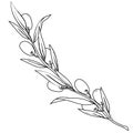 Olive tree branch in black line, hand drawn vector illustration isolated. Royalty Free Stock Photo