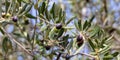 Olive tree branch with black ripe fruits on blur background Royalty Free Stock Photo