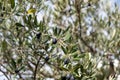 Olive tree branch with black ripe fruits on blur background Royalty Free Stock Photo