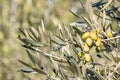 Olive tree branch with cluster of ripe green olives, blurred background and copy space Royalty Free Stock Photo
