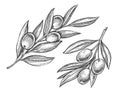 Olive tree branch with fruits. Agricultural ripe plant. Hand drawn engraved sketch vector illustration Royalty Free Stock Photo