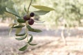 Olive tree branch and fruits Royalty Free Stock Photo