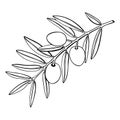 Olive tree branch with fruits and leaves illustration. Mediterranean plant outline. Italian or Greek food ingredient line art.