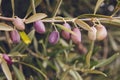 Olive tree branch full of colorful fruits Royalty Free Stock Photo