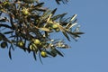 Olive tree branch