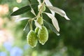 Olive tree branch in Greek garden. Royalty Free Stock Photo