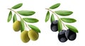 Olive tree branch with green and black olives isolated on white background