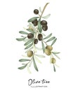 Olive tree branch with green and black ripe olives Royalty Free Stock Photo