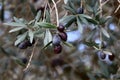 Olive tree branch with green fruits in the city park. Royalty Free Stock Photo