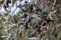 Olive tree branch with green fruits in the city park. Royalty Free Stock Photo