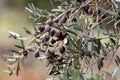 Olive tree branch with green fruits in the city park. Royalty Free Stock Photo