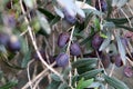 Olive tree branch with green fruits in the city park. Royalty Free Stock Photo