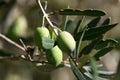 Olive tree branch with green fruits in the city park. Royalty Free Stock Photo