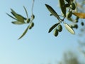 Olive tree branch with green fruits outdoors on sunny day Royalty Free Stock Photo