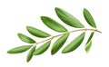 Olive tree branch with green leaves isolated on white background Royalty Free Stock Photo