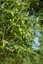 Olive tree branch with green olives Royalty Free Stock Photo