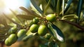 Olive tree branch with green olives. Green olives on olive tree branch Royalty Free Stock Photo