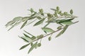 Olive tree branch with green olives Royalty Free Stock Photo