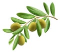 Olive tree branch isolated on white background Royalty Free Stock Photo