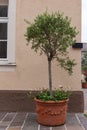 olive tree and branch leaf on house facade Royalty Free Stock Photo