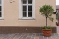 olive tree and branch leaf on house facade Royalty Free Stock Photo