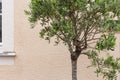 olive tree and branch leaf on house facade Royalty Free Stock Photo