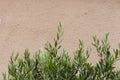 olive tree and branch leaf on house facade Royalty Free Stock Photo