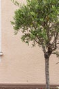 olive tree and branch leaf on house facade Royalty Free Stock Photo