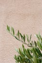 olive tree and branch leaf on house facade Royalty Free Stock Photo