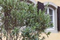 olive tree and branch leaf on house facade Royalty Free Stock Photo