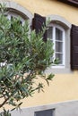 olive tree and branch leaf on house facade Royalty Free Stock Photo