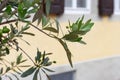 olive tree and branch leaf on house facade Royalty Free Stock Photo