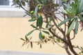 olive tree and branch leaf on house facade Royalty Free Stock Photo