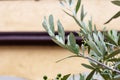 olive tree and branch leaf on house facade Royalty Free Stock Photo