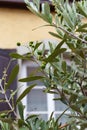 olive tree and branch leaf on house facade Royalty Free Stock Photo