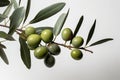 Olive tree branch with leaves and ripe fruits isolated on white background Royalty Free Stock Photo