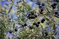 Olive tree branch loaded with ripe black olives Royalty Free Stock Photo