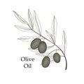 Olive tree branch with olives isolated sketch on white background