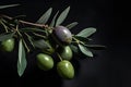 Olive tree branch with ripe fruits isolated on black background Royalty Free Stock Photo