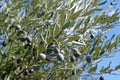 Olive tree branch with ripe olives Royalty Free Stock Photo