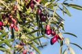 Olive tree branch with ripe organic Kalamata olives against blue sky Royalty Free Stock Photo