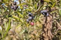 Olive tree branch with ripening black olives and blurred background Royalty Free Stock Photo