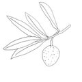 Olive tree branch, silhouette drawing in black and white. Hand drawing illustration, isolated Royalty Free Stock Photo