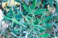 Olive Tree Branch in Green Royalty Free Stock Photo