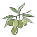 Olive tree branch, vector. Green olives with leaves. Olive oilseeds. Hand drawing. Royalty Free Stock Photo