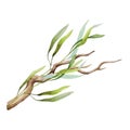 Olive tree branch. Watercolor illustration. Tree stick element. Elegant olive branch detail with green leaves. Isolated