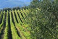 Olive tree branches with beautiful rows of vines in the background in the Tuscan countryside. Chianti Classico area near Royalty Free Stock Photo