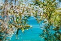 Olive tree branches with blue sea in the background Royalty Free Stock Photo